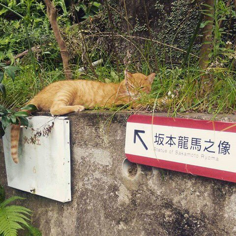 ウケた画像w：コメント2490