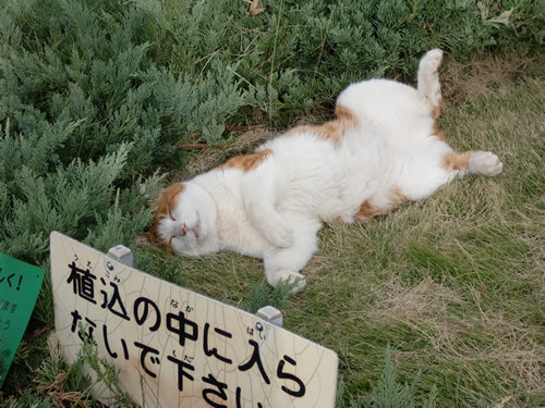 ウケた画像w：コメント2572