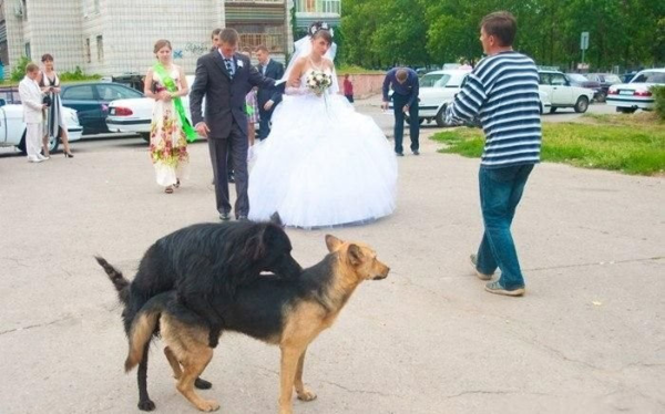 ウケた画像w：コメント2592