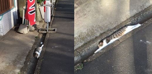 ウケた画像w：コメント2508