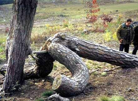 ウケた画像w：コメント2594