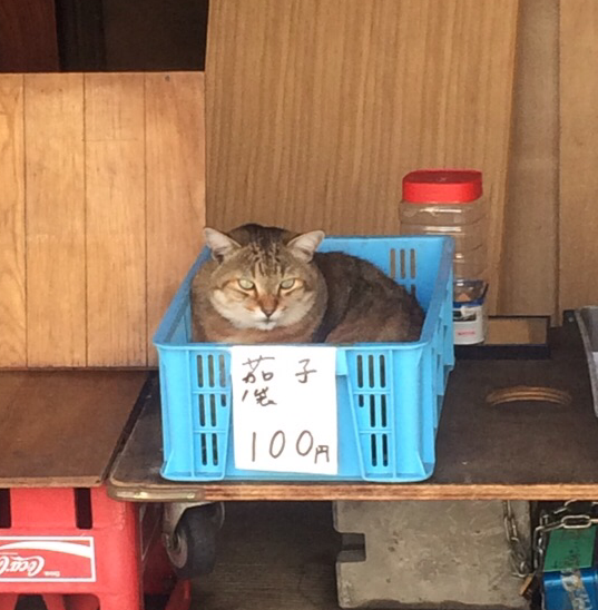 ウケた画像w：コメント2532