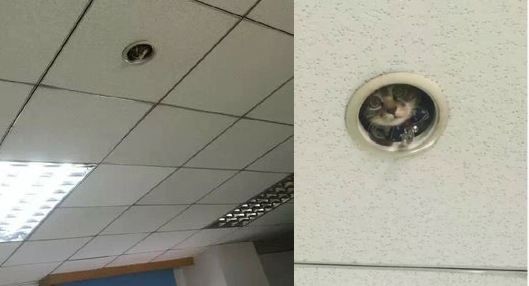 ウケた画像w：コメント2514