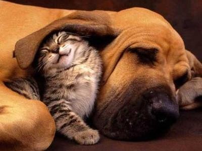 ウケた画像w：コメント2652