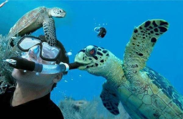 ウケた画像w：コメント2795