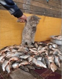 ウケた画像w：コメント2813