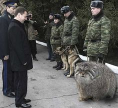 ウケた画像w：コメント2812