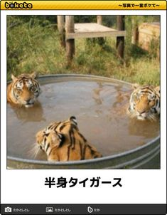 ウケた画像w：コメント2808