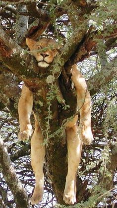 ウケた画像w：コメント2810