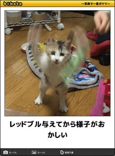 ウケた画像w：コメント2809