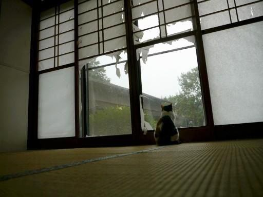 ウケた画像w：コメント5384