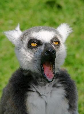 ウケた画像w：コメント5397