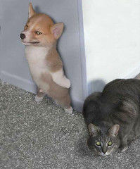 ウケた画像w：コメント5405