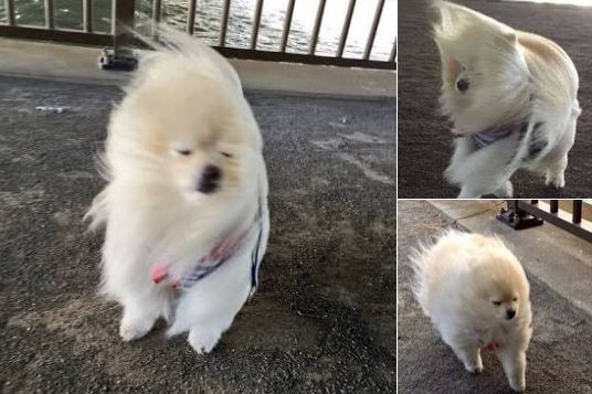 ウケた画像w：コメント5462