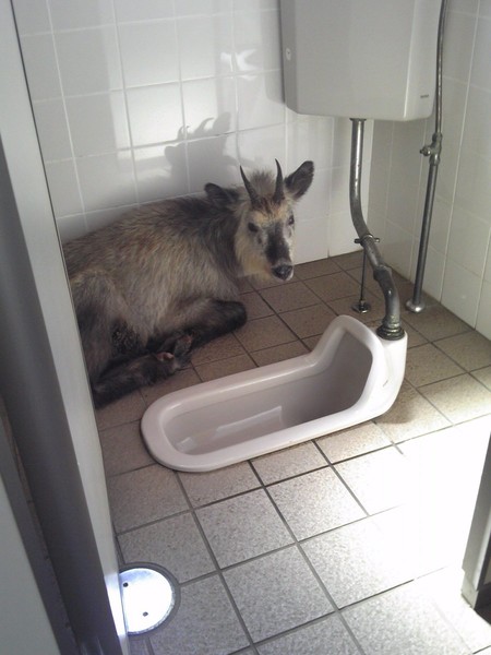 ウケた画像w：コメント5470