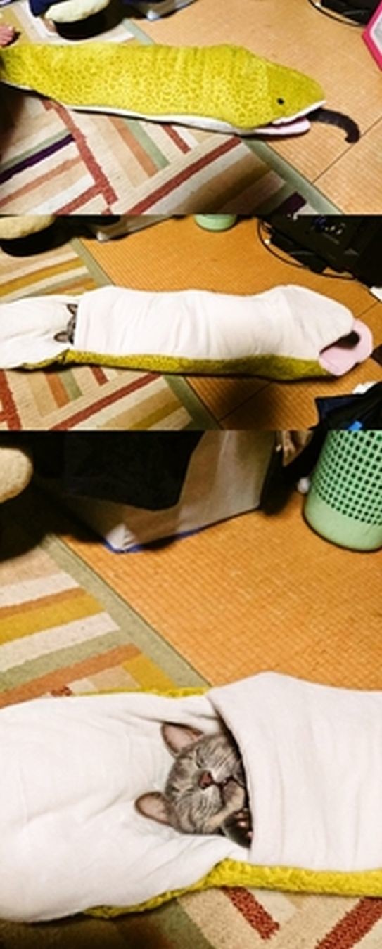 ウケた画像w：コメント5430