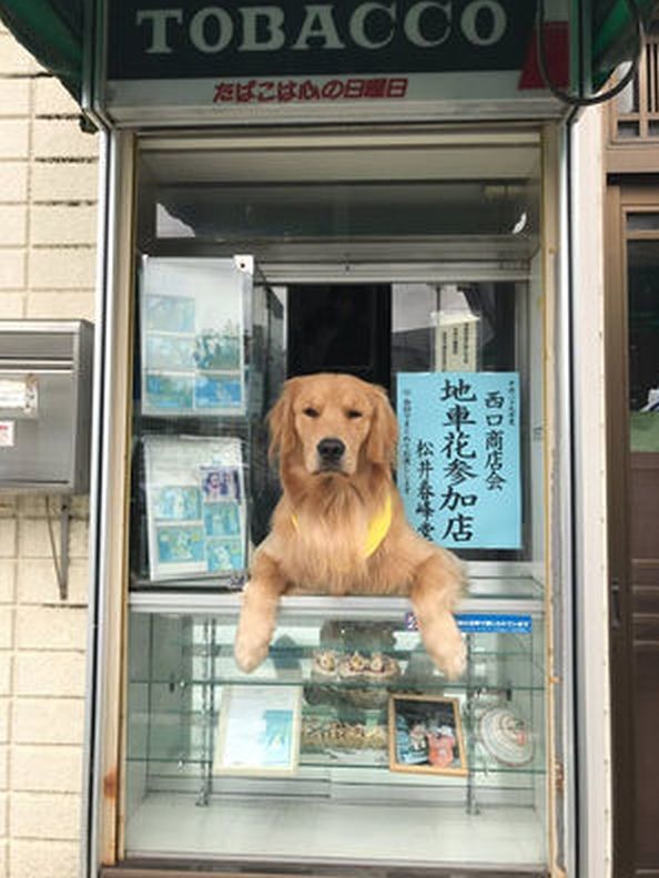 ウケた画像w：コメント5509