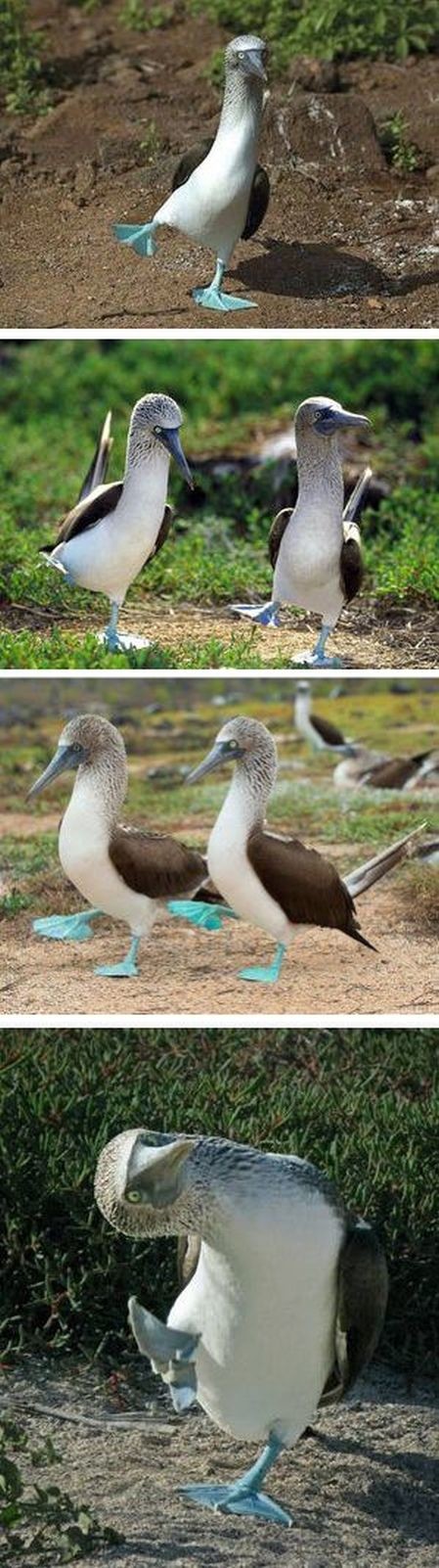 ウケた画像w：コメント5538