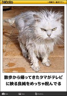 ウケた画像w：コメント5565