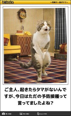 ウケた画像w：コメント5563