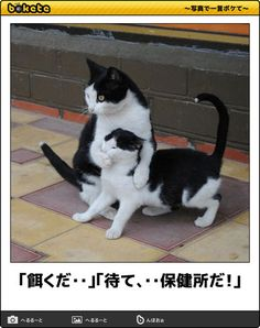 ウケた画像w：コメント5564