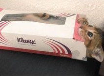 ウケた画像w：コメント5623