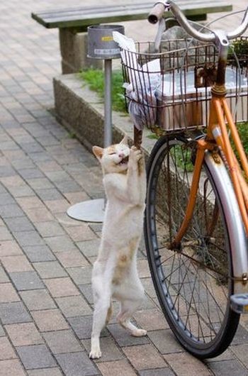 ウケた画像w：コメント5644