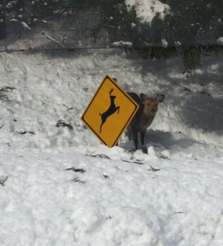 ウケた画像w：コメント5678