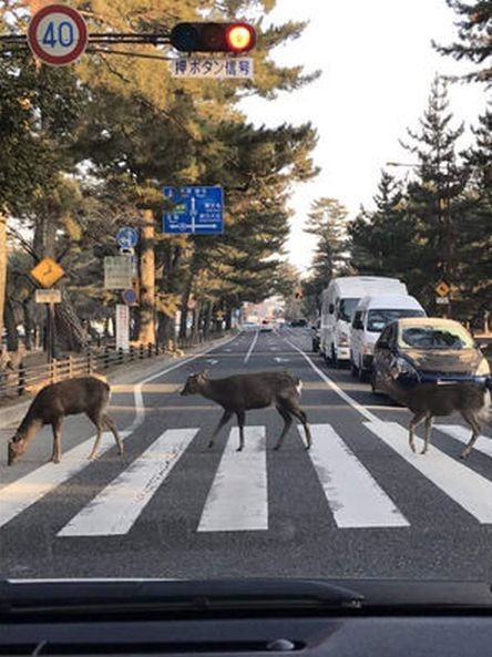 ウケた画像w：コメント5665