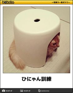 ウケた画像w：コメント5687