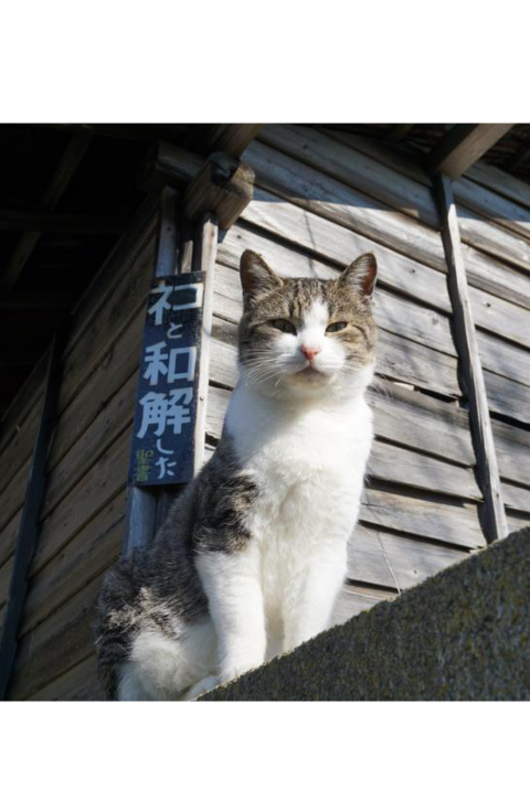 ウケた画像w：コメント5360