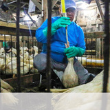 NYでフォアグラ提供禁止へ　肥育法に「動物虐待」批判