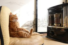 ウケた画像w：コメント5796