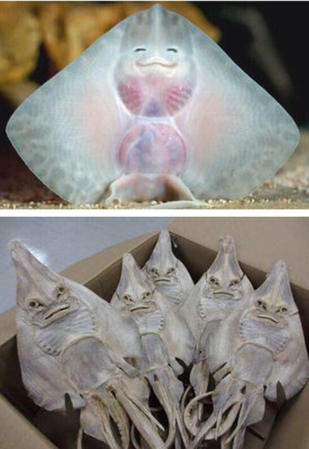 ウケた画像w：コメント5840