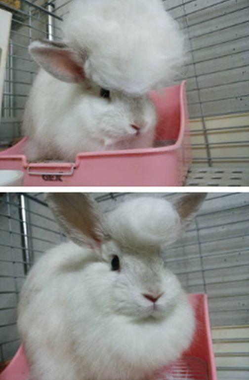 ウケた画像w：コメント5889