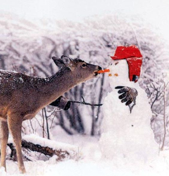 ウケた画像w：コメント5967