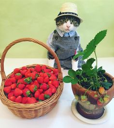 ウケた画像w：コメント5748