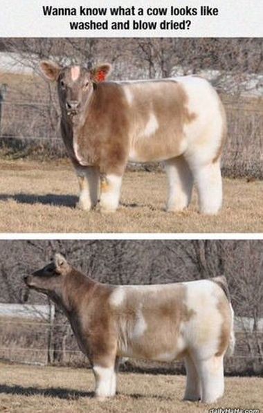 ウケた画像w：コメント6159