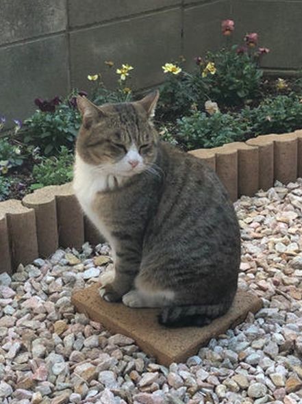 ウケた画像w：コメント6196