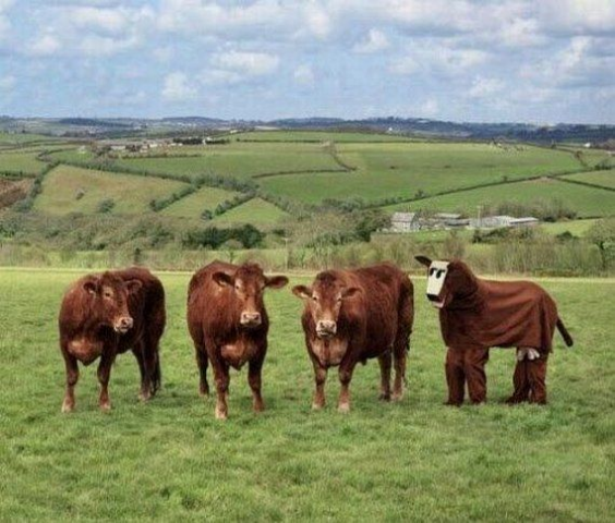 ウケた画像w：コメント6247