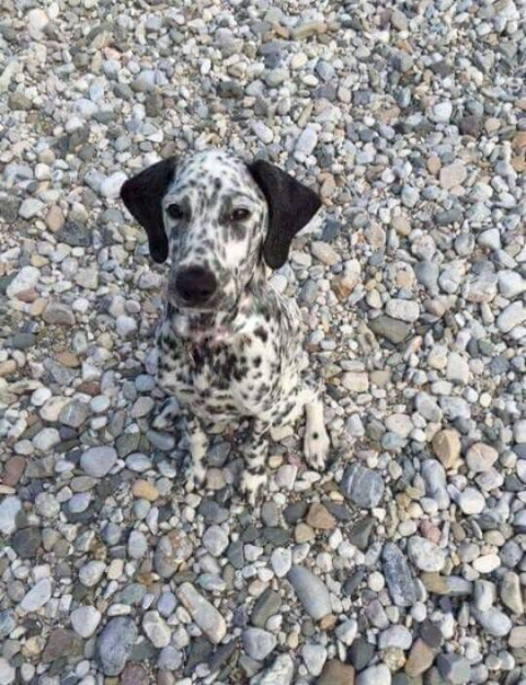 ウケた画像w：コメント6263