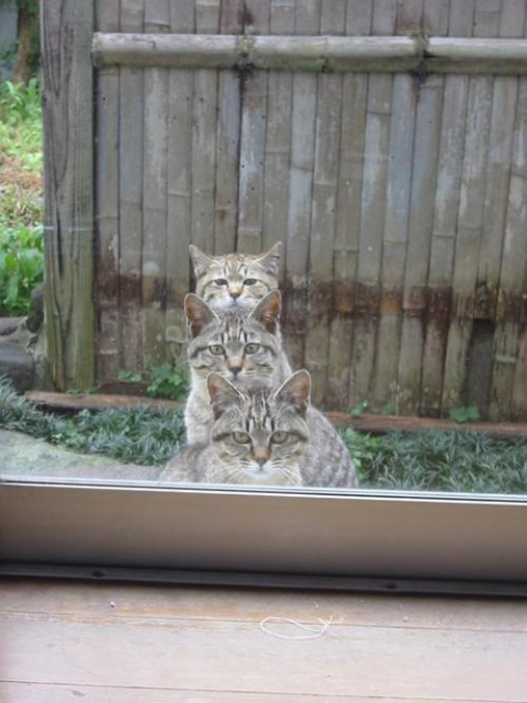 ウケた画像w：コメント6279