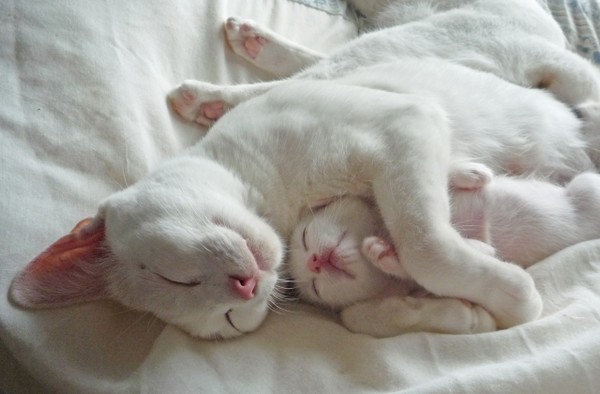 ウケた画像w：コメント5998