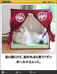 ウケた画像w：コメント6003