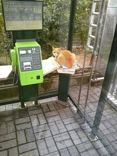 ウケた画像w：コメント6009