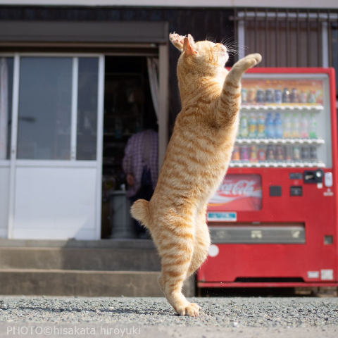 ウケた画像w：コメント3047