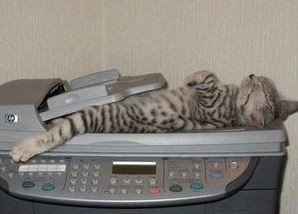 ウケた画像w：コメント3084