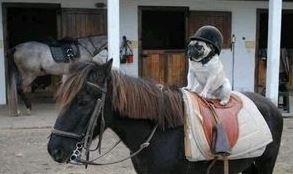 ウケた画像w：コメント3087