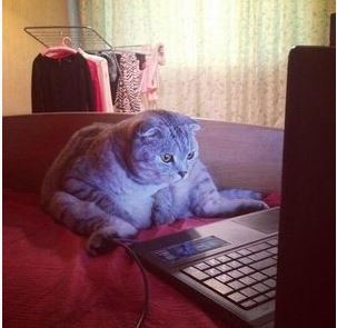 ウケた画像w：コメント3085