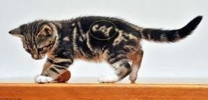 ウケた画像w：コメント3089